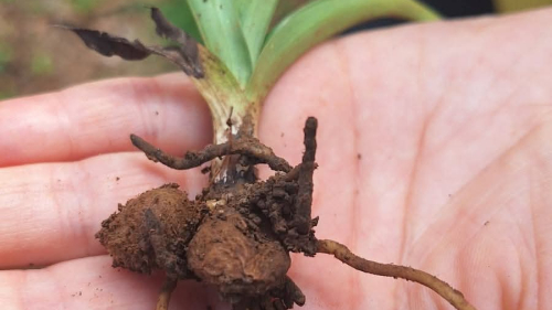 Sürmene’de Salep Hasadı Başladı